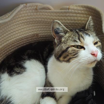 Photo 1/1 Affli Chat lost in St etienne du rouvray
