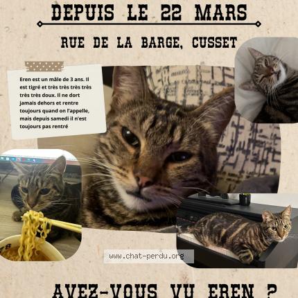 Photo 1/2 Eren Chat lost in Cusset