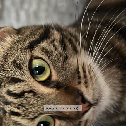 Photo 2/2 Eren Chat lost in Cusset