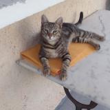 Picture of cat lost at Marseille