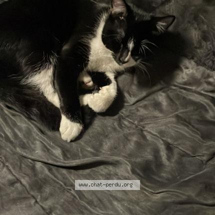 Photo 1/1 Found cat Found in Saint denis