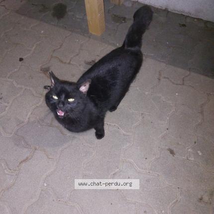 Photo 1/1 Found cat Found in Koenigsbruck lieu dit de leutenh
