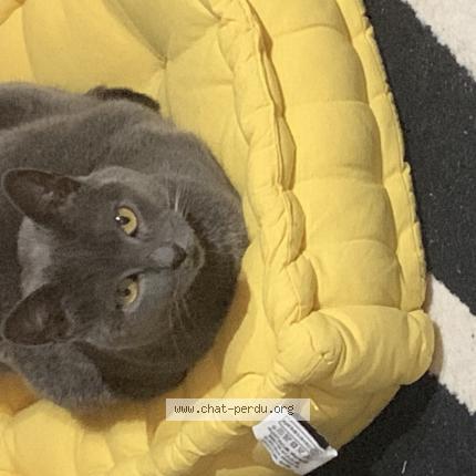 Photo 1/1 Cheescake Chat lost in Perpignan