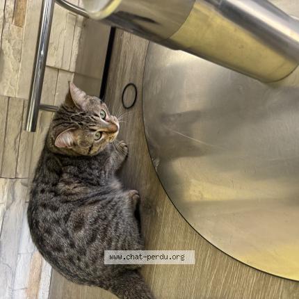 Photo 1/1 Sama Chat lost in Eckbolsheim