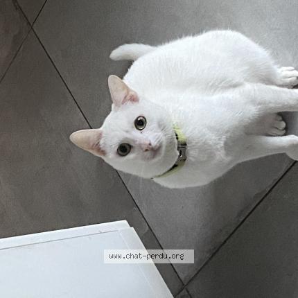 Photo 1/1 Sachi Chat lost in Baldersheim