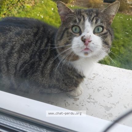 Photo 1/1 Found cat Found in Breaute