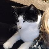 Picture of cat lost at Bacilly