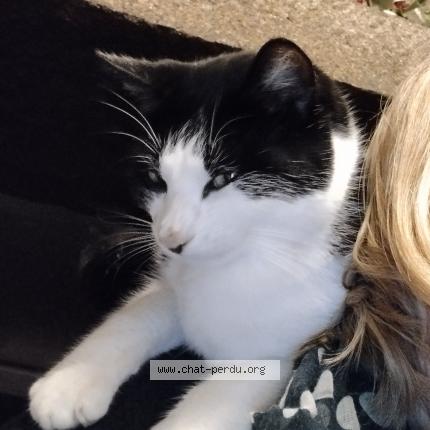 Photo 1/1 ULMA Chat lost in Bacilly