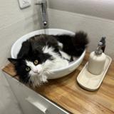 Picture of cat lost at Sannois