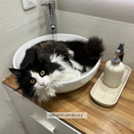 Photo 1/1 Baggi Chat lost in Sannois