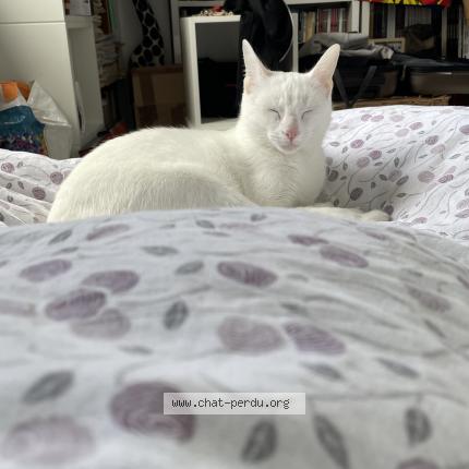 Photo 1/1 Bianco Chat lost in Ploemeur