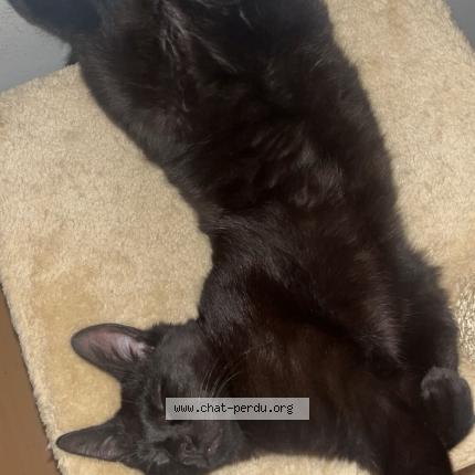 Photo 1/1 Krokmou Chat lost in Dreux