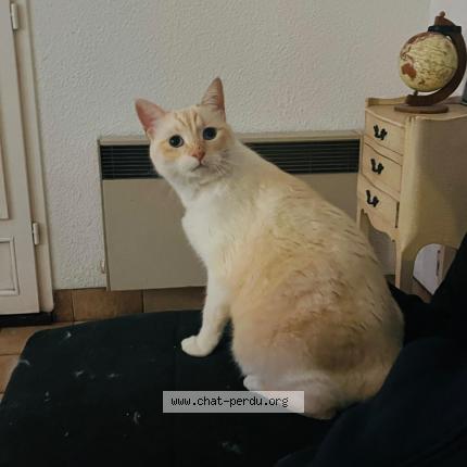 Photo 1/1 Chafou Chat lost in Vallauris