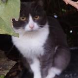 Picture of cat found at Paris