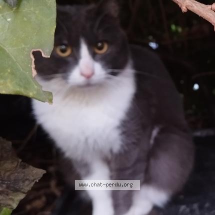 Photo 1/1 Found cat Found in Paris