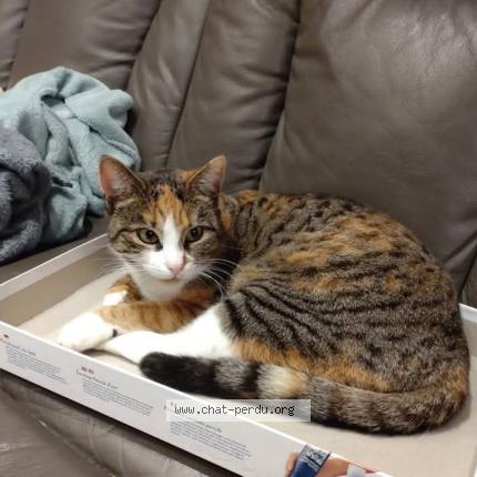 Photo 1/1 Lolie Chat lost in Dormans