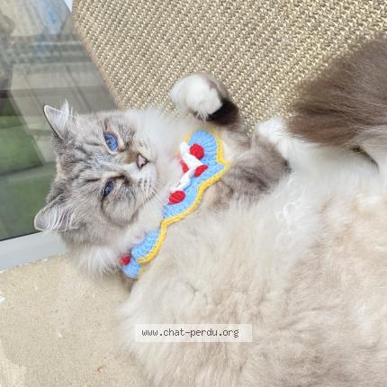 Photo 1/1 Juju Chat lost in Saint maur des fosses