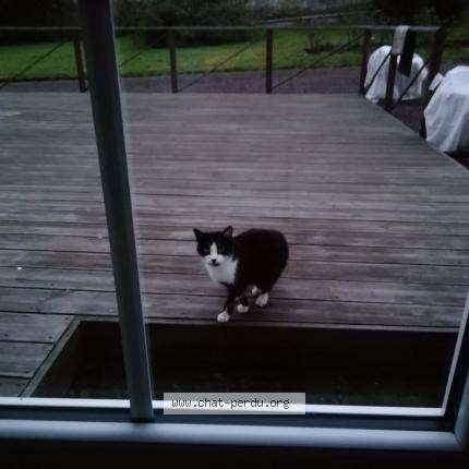 Photo 1/1 Found cat Found in Pleine fougere