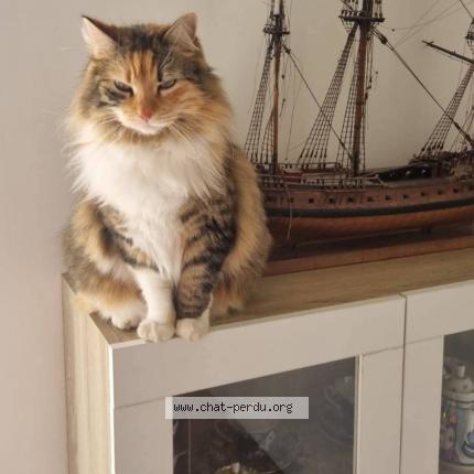 Photo 1/1 Toscane Chat lost in Esnandes