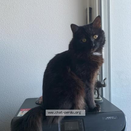 Photo 1/1 Yoda Chat lost in Coutras