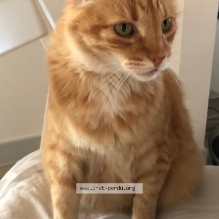 Photo 1/1 Zéphir Chat lost in Royan