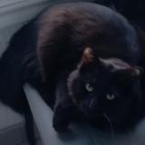 Picture of cat lost at Frejus