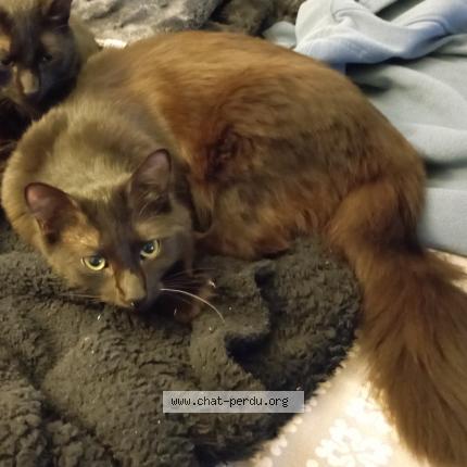 Photo 2/2 Murphy Chat lost in Frejus