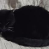 Picture of cat lost at Amiens