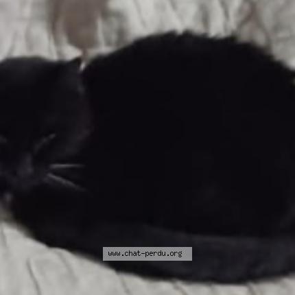 Photo 1/1 Filou Chat lost in Amiens