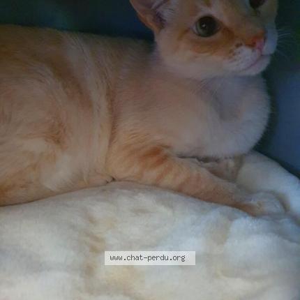 Photo 1/1 POPPY Chat lost in Laval