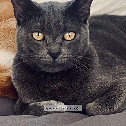 Photo 1/1 Chuck Chat lost in Roubaix