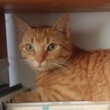 Picture of cat lost at Senergues