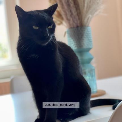 Photo 1/1 Caramel Chat lost in Eckbolsheim