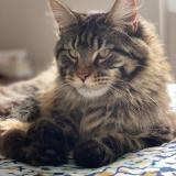 Picture of cat lost at Chambourcy