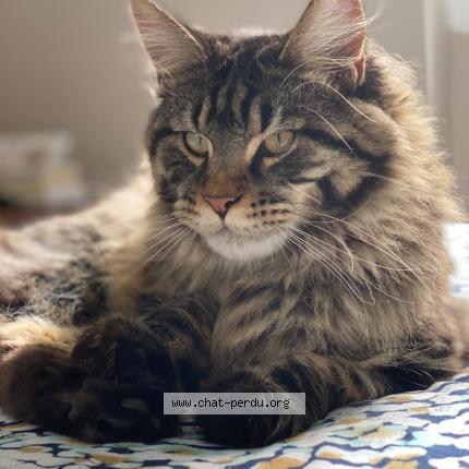 Photo 1/1 Rio Chat lost in Chambourcy