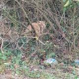 Picture of cat found at Saint Martin Les Boulogne