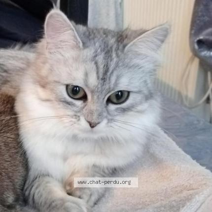 Photo 1/1 Zazou Chat lost in Meaux