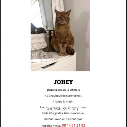 Photo 1/1 Johey Chat lost in Paris