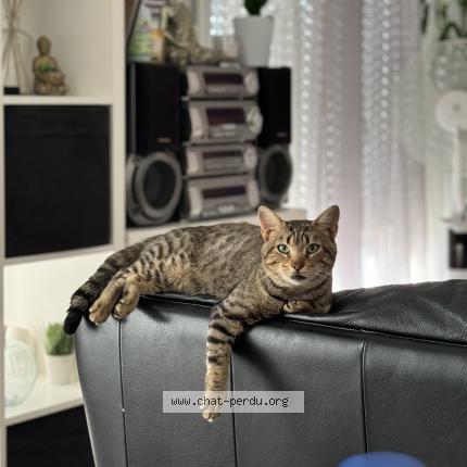 Photo 1/1 Sans nom Chat lost in Saint jacques de la lande