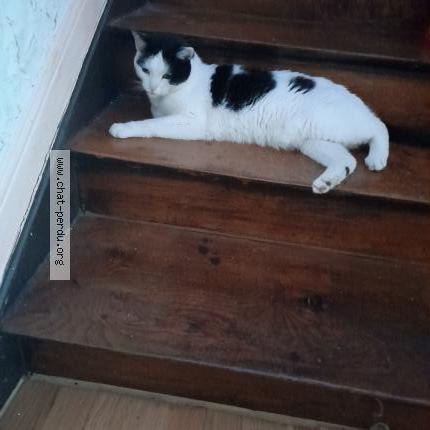 Photo 1/1 Bounty Chat lost in Longwy