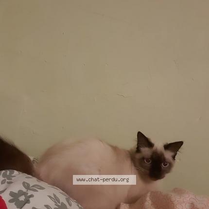 Photo 1/1 Persic Chat lost in Draveil