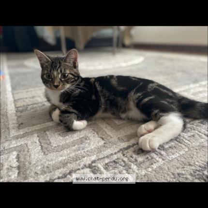 Photo 1/1 Tchoupi Chat lost in Bruxelles