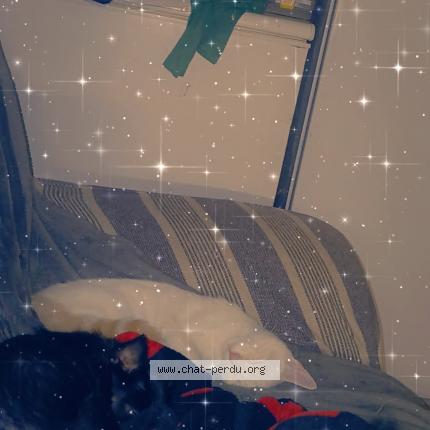 Photo 1/1 Velours Chat lost in Barbezieux saint hilaire