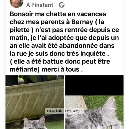 Photo 1/1 Anna Chat lost in Bernay