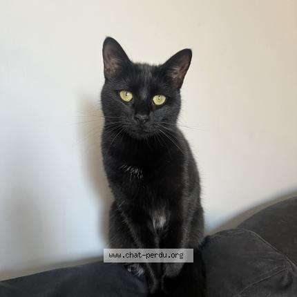 Photo 1/1 Nala Chat lost in Pegomas