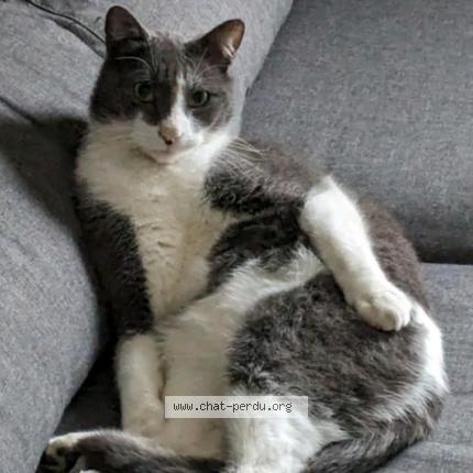 Photo 1/1 Snowden Chat lost in Lyon