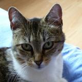 Picture of cat lost at Saint Aygulf