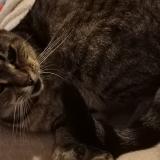 Picture of cat lost at Trouville Sur Mer