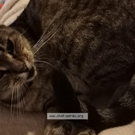 Photo 1/1 C&acirc;line Chat lost in Trouville sur mer