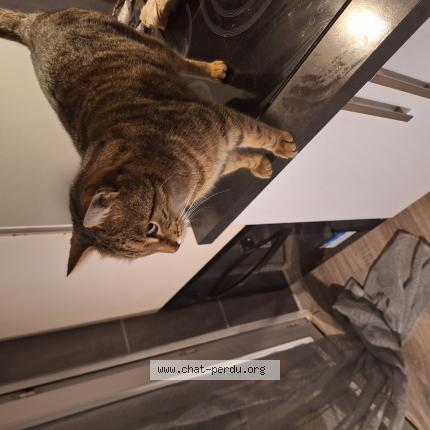 Photo 1/1 Simba Chat lost in La gaude